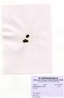 藏品(布氏藻)的圖片